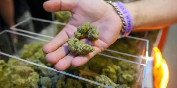 Trump expands access to cannabis in a major shift in drug policy