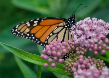 Trump administration delays decision on federal protections for monarch butterflies