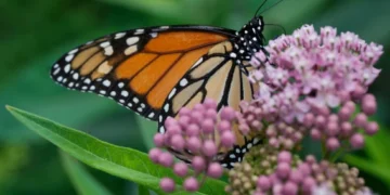Trump administration delays decision on federal protections for monarch butterflies
