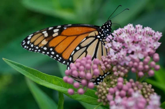 Trump administration delays decision on federal protections for monarch butterflies
