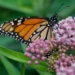 Trump administration delays decision on federal protections for monarch butterflies