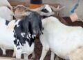 Photo of the day : Sallah  Rams