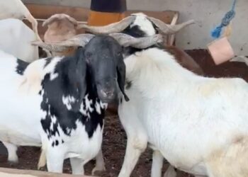 Photo of the day : Sallah  Rams