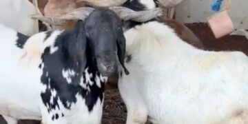 Photo of the day : Sallah  Rams