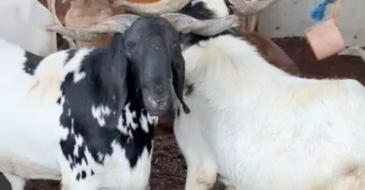 Photo of the day : Sallah  Rams