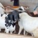 Photo of the day : Sallah Rams